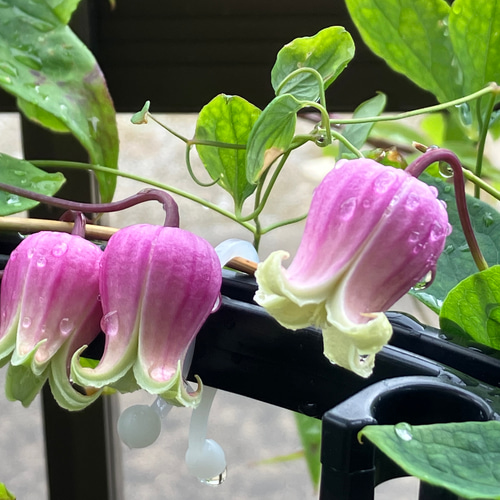 ヴィオルナ系壺型クレマチス 多肉植物 植花夢 通販 16300154
