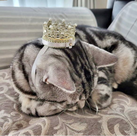 ペットの王冠　インドブレードの王冠　お誕生日、うちの子記念日に！ 7枚目の画像