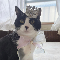 ペットの王冠　インドブレードの王冠　お誕生日、うちの子記念日に！ 1枚目の画像