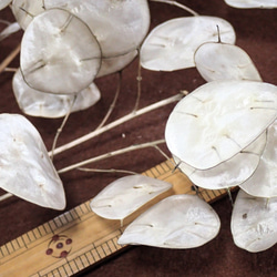 「 ルナリア 」中小10枝のドライフラワー ナチュラル インテリア リース など ハンドメイドの花材、素材に 2枚目の画像