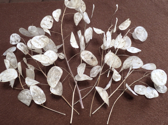 「 ルナリア 」中小10枝のドライフラワー ナチュラル インテリア リース など ハンドメイドの花材、素材に 1枚目の画像