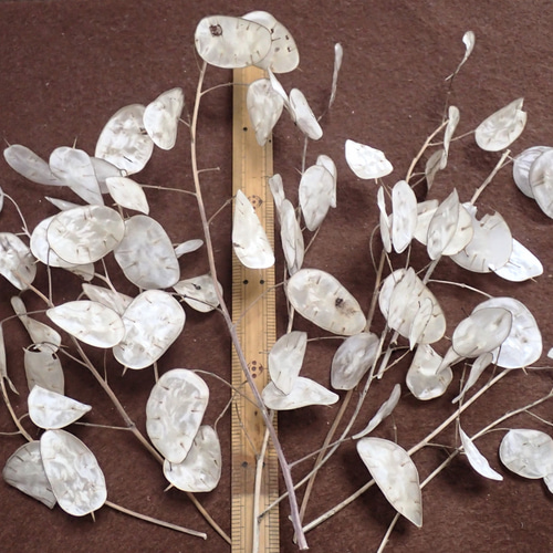 ルナリア 」中小10枝のドライフラワー ナチュラル インテリア