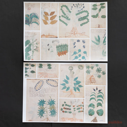 紙製ブックカバー　ヴォイニッチ手稿3（カラー）（5枚セット） 4枚目の画像