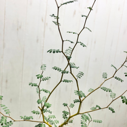 葉っぱが可愛い植物  ミクロフィラ  ソフォラ リトルベイビー 5枚目の画像