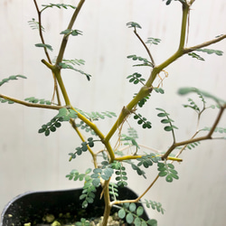 葉っぱが可愛い植物  ミクロフィラ  ソフォラ リトルベイビー 7枚目の画像