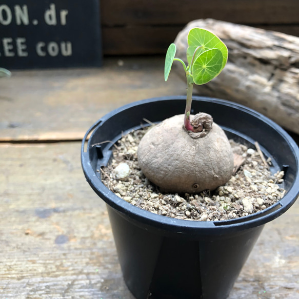 超希少♡ステファニア♡エレクタ♡塊根植物♡ 11枚目の画像