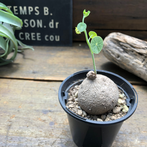 超希少♡ステファニア♡エレクタ♡塊根植物♡ 5枚目の画像