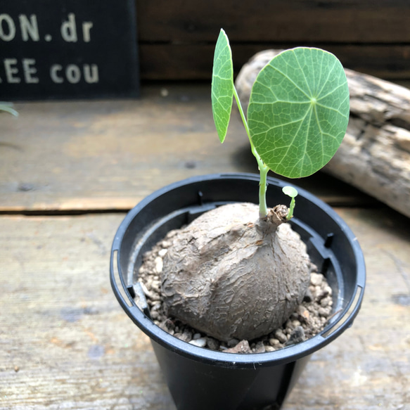 超希少♡ステファニア♡エレクタ♡塊根植物♡ 9枚目の画像