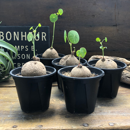 超希少♡ステファニア♡エレクタ♡塊根植物♡ アートフラワー パリ