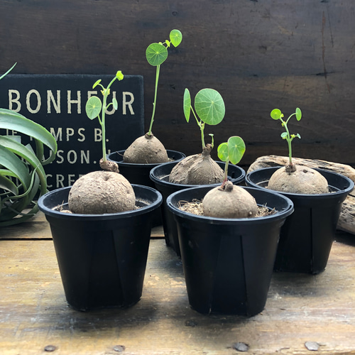 超希少♡ステファニア♡エレクタ♡塊根植物♡ アートフラワー パリ