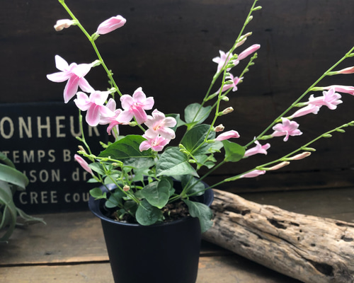 acca アッカ　ビオラファンタジー　シュシュ　ピンク ポニー＆シュシュ／シュシュ｜【公式】ACCA オンラインストア | ヘア