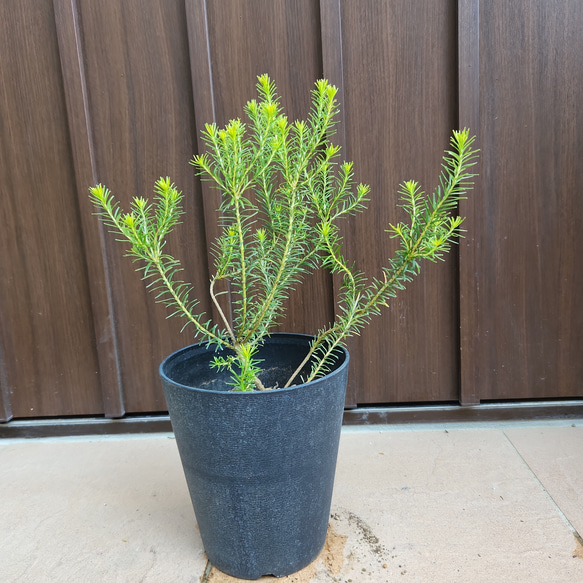 【引き取り限定】ヒースバンクシア　エリシフォリア　特大株 引き取り限定】ヒースバンクシア エリシフォリア 特大株 大型 ヒース