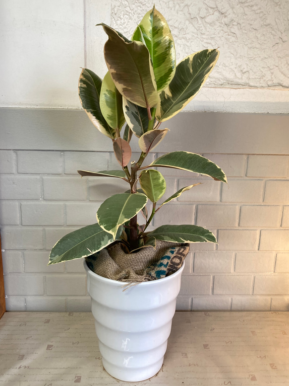 フィカス ティネケ ゴムの木 ホワイト鉢 インテリアグリーン 観葉植物