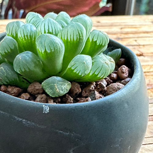 多肉植物】ハオルチア クリスタルプランツ 2号 703 送料無料 その他