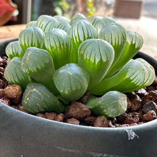 0524．多肉植物　ハオルチア　もぐりん(B) 成長記録 ハオルチア もぐりん (B)② - My favorite