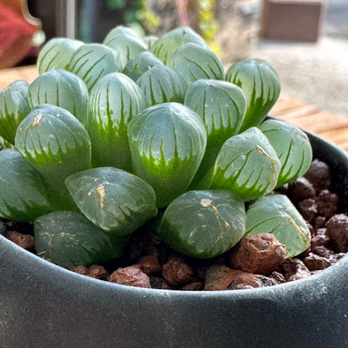 多肉植物】ハオルチア クリスタルプランツ 2号 703 送料無料 その他