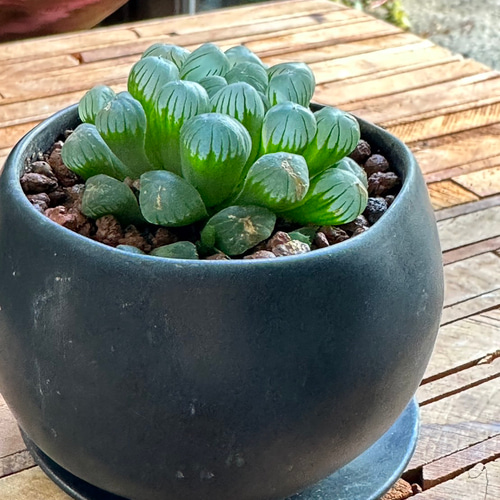 多肉植物】ハオルチア クリスタルプランツ 2号 703 送料無料 その他