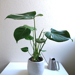 ［現品］7番　モンステラ　デリシオーサ　幹上がり　7号　八丈島産　観葉植物　室内 現品］7番 モンステラ デリシオーサ 幹上がり 7号 八丈島産 観葉