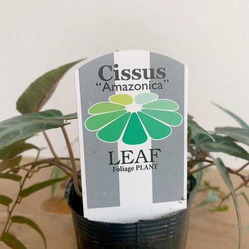 シッサス アマゾニカ 苗 7~8根入り 観葉植物 パルダリウム テラリウム