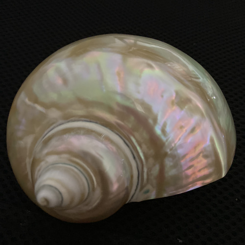 ☆貝☆貝殻☆標本☆　夜光貝×14個　+オマケ 9個 夜光貝】磨きセット(大1個入り) [KIT:058] | Hyo-tan