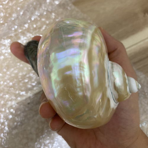 夜光貝 ライトおまけ その他アート ebys 通販 16308106｜Creema