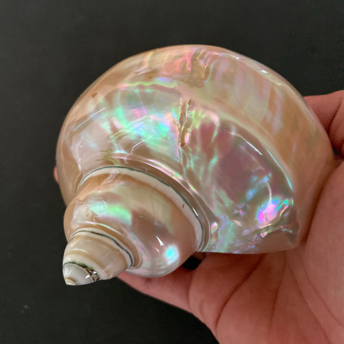 夜光貝　インテリア　ライト　小物 楽天市場】夜光貝（インテリア・寝具・収納）の通販