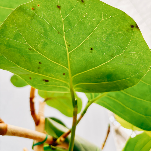 現品］8の字の形 6番 シーグレープ 曲がり 8号 ハマベブドウ ココロバ