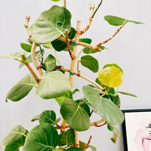 ［現品］96番　シーグレープ　曲がり　8号　観葉植物　大型　室内　ユニーク 現品］96番 シーグレープ 曲がり 8号 観葉植物 大型 室内