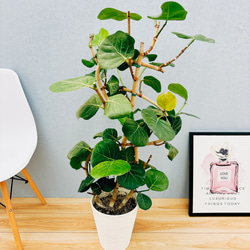 現品］8の字の形 6番 シーグレープ 曲がり 8号 ハマベブドウ ココロバ