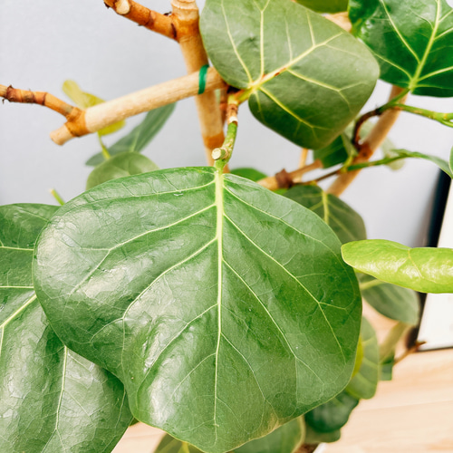 現品］8の字の形 6番 シーグレープ 曲がり 8号 ハマベブドウ ココロバ