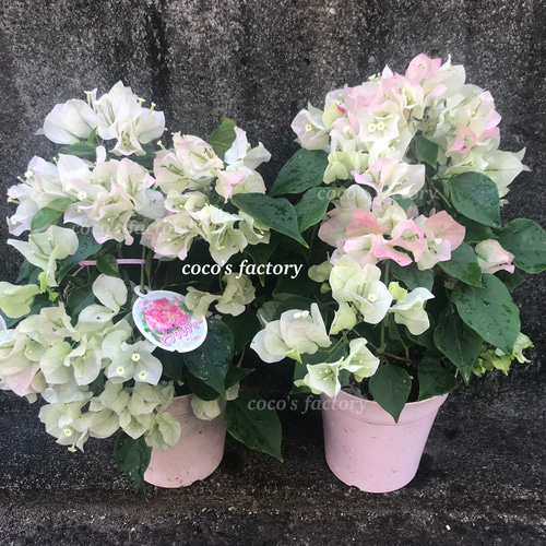 送料込】一重咲き♡ブーゲンビレア♡ホワイトピンク♡鉢ごと発送