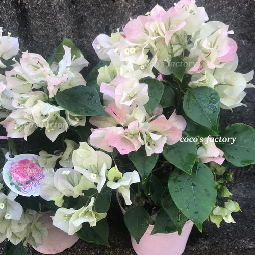 送料込】一重咲き♡ブーゲンビレア♡ホワイトピンク♡鉢ごと発送
