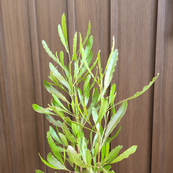 ドドナエア　プルプレア　テラコッタ鉢植え　オージープランツ　ロックガーデン　苗 3枚目の画像