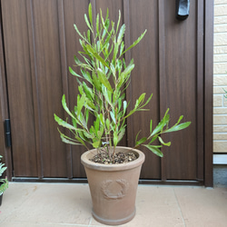 ドドナエア　プルプレア　テラコッタ鉢植え　オージープランツ　ロックガーデン　苗 5枚目の画像