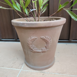 ドドナエア　プルプレア　テラコッタ鉢植え　オージープランツ　ロックガーデン　苗 2枚目の画像
