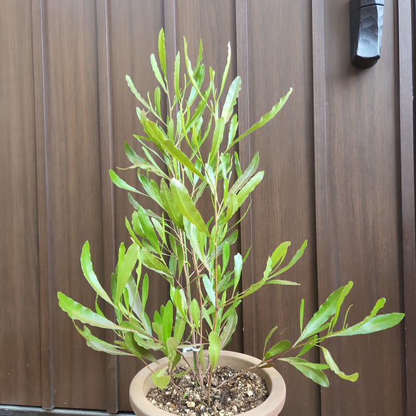 ドドナエア　プルプレア　テラコッタ鉢植え　オージープランツ　ロックガーデン　苗 4枚目の画像