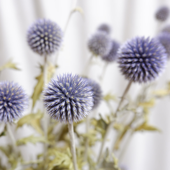 瑠璃玉アザミ　エキノプス　ドライフラワー　花材 瑠璃玉アザミ エキノプス ドライフラワー 花材 エキノプス