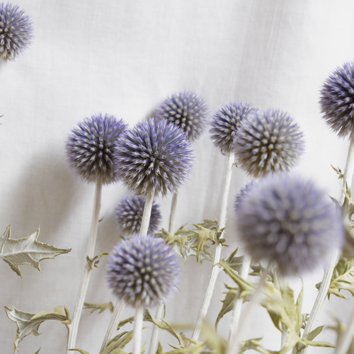 瑠璃玉アザミ　エキノプス　ドライフラワー　花材 P5倍中 12/16 09:59迄】 ドライフラワー 花材 即日出荷 ルリタマアザミ