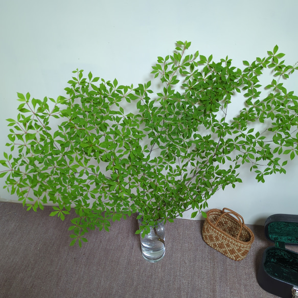 無限の色を散りばめた。。山採りドウダンツツジ。 【公式通販】