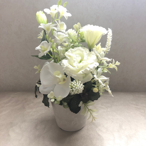 あじさいマジレボのシックなスクエア鉢植え 多肉植物 トータルプランツ  