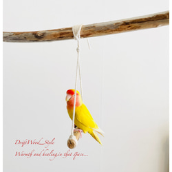 流木インテリア  シンプルな天然流木の小鳥の止まり木 吊り下げタイプ インコ 鳥 ブランコ 自然木 No.17 5枚目の画像