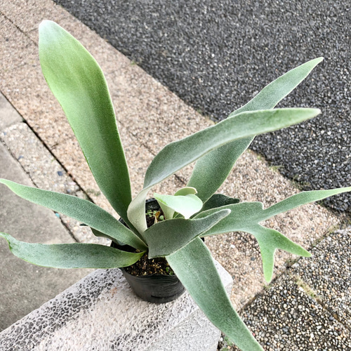 コウモリラン ビカクシダ ビーチー Platycerium veitchii