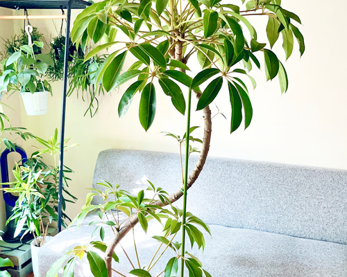 19d43b6b7c918113464fa83b5d6695