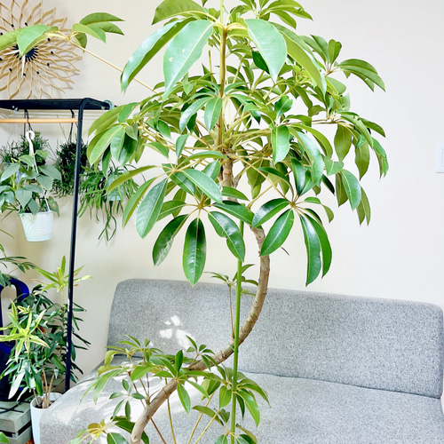 9/15撮影 ツピタンサス シェフレラ ピュックレリ 曲がり 観葉