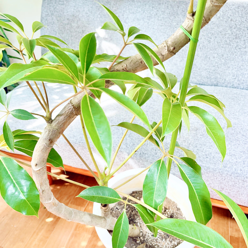 9/15撮影 ツピタンサス シェフレラ ピュックレリ 曲がり 観葉