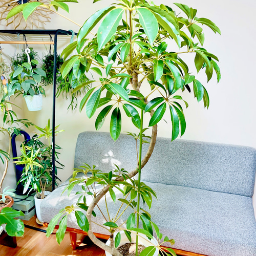 9/15撮影 ツピタンサス シェフレラ ピュックレリ 曲がり 観葉植物 大型