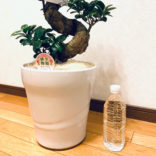 ガジュマル 曲がり 縁起物 幹太 多幸の木 運気アップ 美株 昇龍
