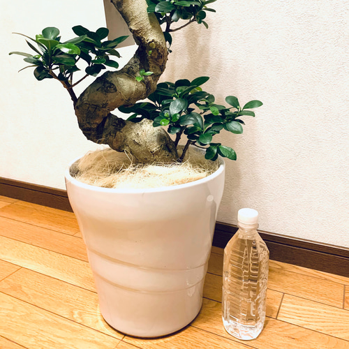 ガジュマル 曲がり 縁起物 幹太 多幸の木 運気アップ 美株 昇龍