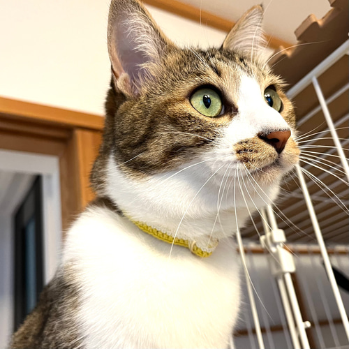 さかな 猫さんにやさしい首輪【かぎ針編み 猫の首輪 猫 首輪 さかな 猫さんにやさしい首輪【かぎ針編み 猫の首輪 猫 首輪