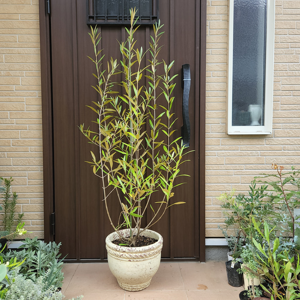 オリーブの木 ひなかぜ 大型テラコッタ鉢植え 苗 シンボルツリーに♪